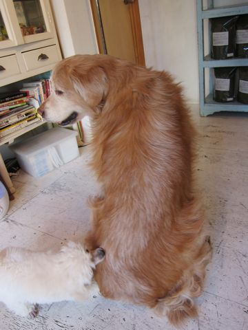 プードルフントヒュッテ東京トイプードルかわいい子犬こいぬ文京区本駒込hundehutte仔犬プードルショータイプブリーダープードルカットトイプードル画像63.jpg