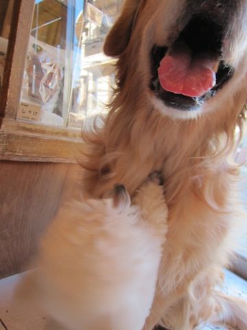 プードルフントヒュッテ東京トイプードルかわいい子犬こいぬ文京区本駒込hundehutte仔犬プードルショータイプブリーダープードルカットトイプードル画像67.jpg
