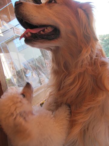 プードルフントヒュッテ東京トイプードルかわいい子犬こいぬ文京区本駒込hundehutte仔犬プードルショータイプブリーダープードルカットトイプードル画像68.jpg