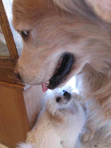プードルフントヒュッテ東京トイプードルかわいい子犬こいぬ文京区本駒込hundehutte仔犬プードルショータイプブリーダープードルカットトイプードル画像69.jpg