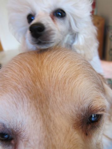 プードルフントヒュッテ東京トイプードルかわいい子犬こいぬ文京区本駒込hundehutte仔犬プードルショータイプブリーダープードルカットトイプードル画像71.jpg