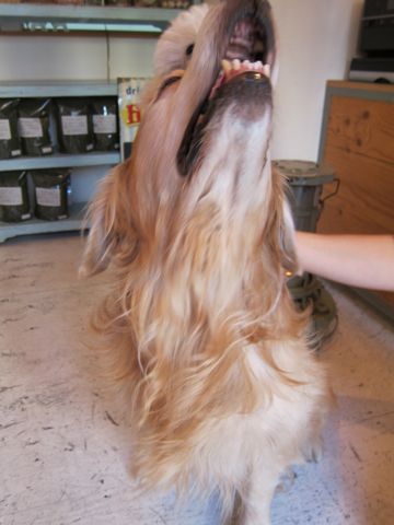 プードルフントヒュッテ東京トイプードルかわいい子犬こいぬ文京区本駒込hundehutte仔犬プードルショータイプブリーダープードルカットトイプードル画像72.jpg