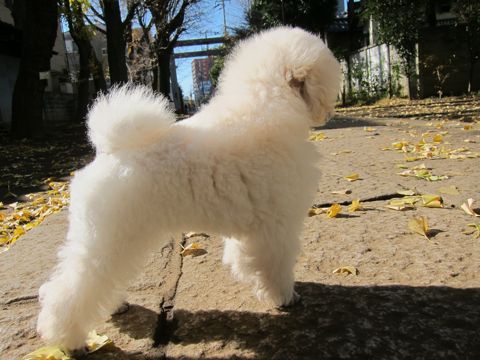 プードルフントヒュッテ東京トイプードルかわいい子犬こいぬ文京区本駒込hundehutte仔犬プードルショータイプブリーダープードルカットトイプードル画像96.jpg