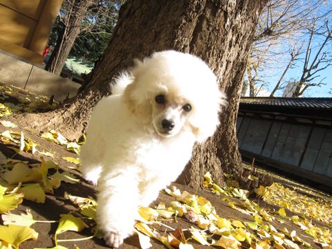 プードルフントヒュッテ東京トイプードルかわいい子犬こいぬ文京区本駒込hundehutte仔犬プードルショータイプブリーダープードルカットトイプードル画像98.jpg