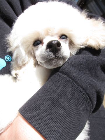 プードルフントヒュッテ東京トイプードルかわいい子犬こいぬ文京区本駒込hundehutte仔犬プードルショータイプブリーダープードルカットトイプードル画像99.jpg