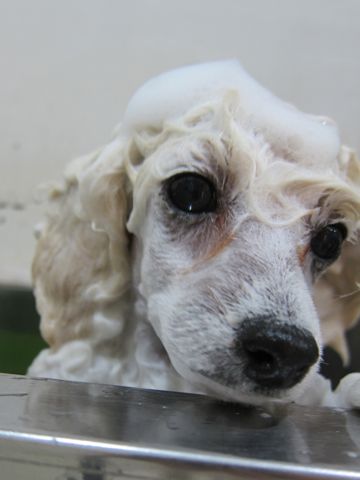 プードルフントヒュッテ東京トイプードルかわいい子犬こいぬ文京区本駒込hundehutte仔犬プードルショータイプブリーダープードルカットトイプードル画像108.jpg