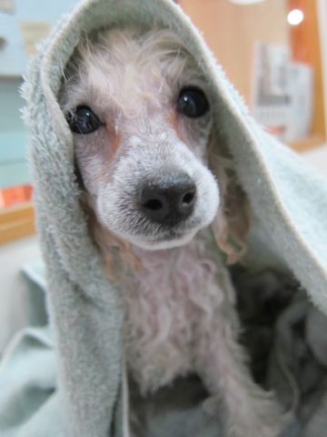 プードルフントヒュッテ東京トイプードルかわいい子犬こいぬ文京区本駒込hundehutte仔犬プードルショータイプブリーダープードルカットトイプードル画像111.jpg