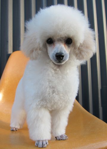 プードルフントヒュッテ東京トイプードルかわいい子犬こいぬ文京区本駒込hundehutte仔犬プードルショータイプブリーダープードルカットトイプードル画像115.jpg