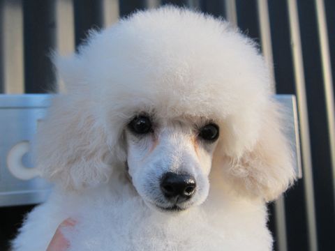プードルフントヒュッテ東京トイプードルかわいい子犬こいぬ文京区本駒込hundehutte仔犬プードルショータイプブリーダープードルカットトイプードル画像117.jpg