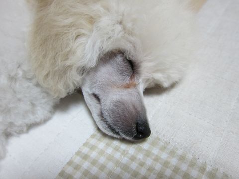 プードルフントヒュッテ東京トイプードルかわいい子犬こいぬ文京区本駒込hundehutte仔犬プードルショータイプブリーダープードルカットトイプードル画像119.jpg