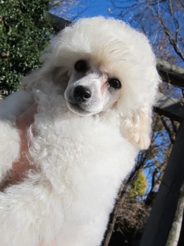 プードルフントヒュッテ東京トイプードルかわいい子犬こいぬ文京区本駒込hundehutte仔犬プードルショータイプブリーダープードルカットトイプードル画像80_3.jpg