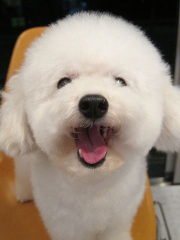 トイ・プードルトリミング文京区フントヒュッテ東京ナノオゾンペットシャワー使用トリミングサロンhundehutteトイプードルホワイトプードルカットスタイル集6.jpg