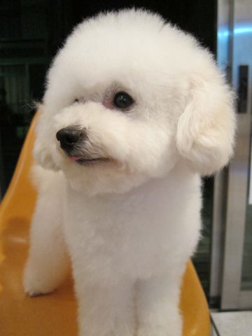 トイ・プードルトリミング文京区フントヒュッテ東京ナノオゾンペットシャワー使用トリミングサロンhundehutteトイプードルホワイトプードルカットスタイル集7.jpg