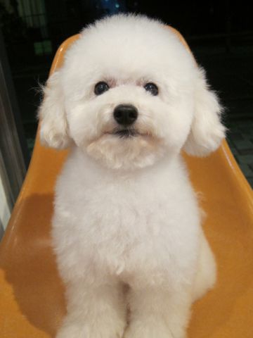 トイ・プードルトリミング文京区フントヒュッテ東京ナノオゾンペットシャワー使用トリミングサロンhundehutteトイプードルホワイトプードルカットスタイル集8.jpg