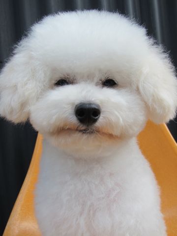 トイ・プードルトリミング文京区フントヒュッテ東京ナノオゾンペットシャワー使用トリミングサロンhundehutteトイプードルホワイトプードルカットスタイル集9.jpg