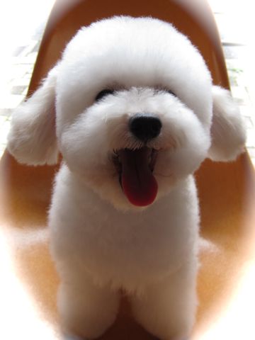 トイ・プードルトリミング文京区フントヒュッテ東京ナノオゾンペットシャワー使用トリミングサロンhundehutteトイプードルホワイトプードルカットスタイル集16.jpg