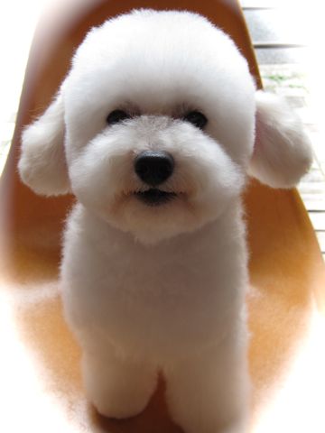 トイ・プードルトリミング文京区フントヒュッテ東京ナノオゾンペットシャワー使用トリミングサロンhundehutteトイプードルホワイトプードルカットスタイル集19.jpg