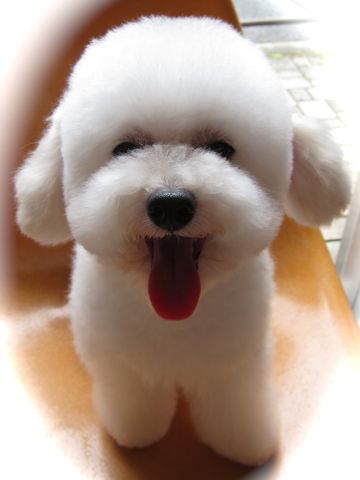 トイ・プードルトリミング文京区フントヒュッテ東京ナノオゾンペットシャワー使用トリミングサロンhundehutteトイプードルホワイトプードルカットスタイル集21.jpg