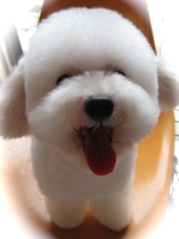 トイ・プードルトリミング文京区フントヒュッテ東京ナノオゾンペットシャワー使用トリミングサロンhundehutteトイプードルホワイトプードルカットスタイル集23.jpg