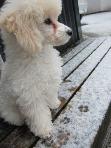 プードルフントヒュッテ東京トイプードルかわいい子犬こいぬ文京区本駒込hundehutte仔犬プードルショータイプブリーダープードルカットトイプードル画像211.jpg