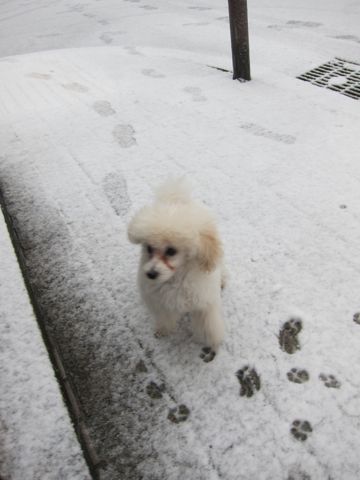 プードルフントヒュッテ東京トイプードルかわいい子犬こいぬ文京区本駒込hundehutte仔犬プードルショータイプブリーダープードルカットトイプードル画像212.jpg