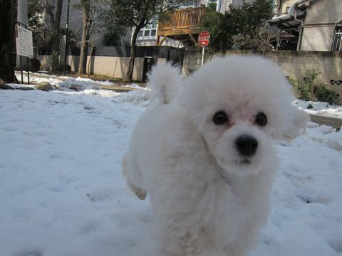 プードルフントヒュッテ東京トイプードルかわいい子犬こいぬ文京区本駒込hundehutte仔犬プードルショータイプブリーダープードルカットトイプードル画像213.jpg
