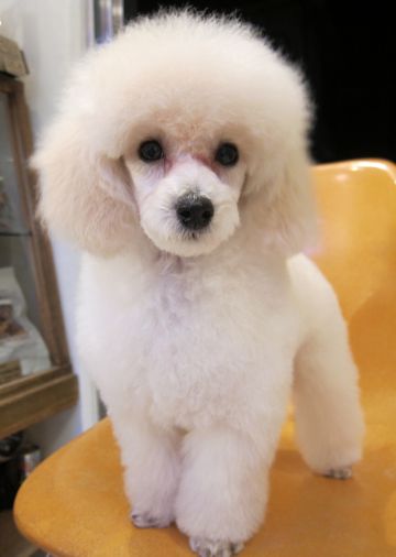 プードルフントヒュッテ東京トイプードルかわいい子犬こいぬ文京区本駒込hundehutte仔犬プードルショータイプブリーダープードルカットトイプードル画像249.jpg