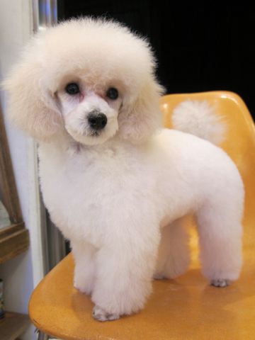 プードルフントヒュッテ東京トイプードルかわいい子犬こいぬ文京区本駒込hundehutte仔犬プードルショータイプブリーダープードルカットトイプードル画像250.jpg