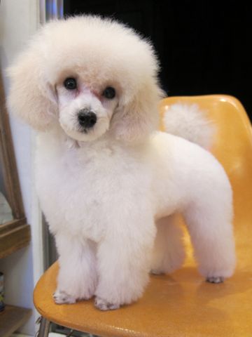 プードルフントヒュッテ東京トイプードルかわいい子犬こいぬ文京区本駒込hundehutte仔犬プードルショータイプブリーダープードルカットトイプードル画像251.jpg