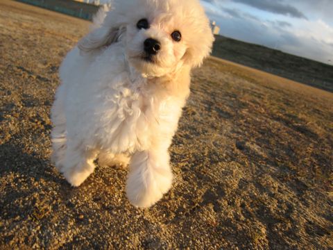 プードルフントヒュッテ東京トイプードルかわいい子犬こいぬ文京区本駒込hundehutte仔犬プードルショータイプブリーダープードルカットトイプードル画像332.jpg