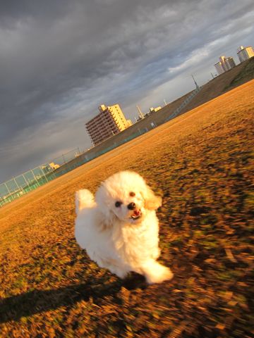 プードルフントヒュッテ東京トイプードルかわいい子犬こいぬ文京区本駒込hundehutte仔犬プードルショータイプブリーダープードルカットトイプードル画像340.jpg