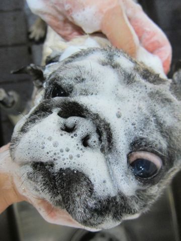 パグトリミング文京区フントヒュッテ東京ナノオゾンペットシャワー使用トリミングサロンパグシャンプー犬あずかりペットホテル関東都内駒込白山池袋上野1.jpg