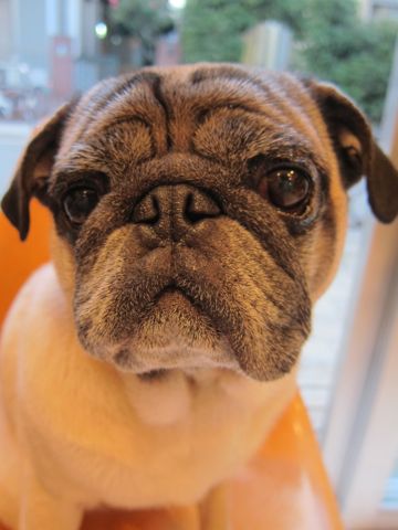 パグトリミング文京区フントヒュッテ東京ナノオゾンペットシャワー使用トリミングサロンパグシャンプー犬あずかりペットホテル関東都内駒込白山池袋上野4.jpg