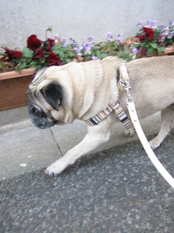 パグトリミング文京区フントヒュッテ東京ナノオゾンペットシャワー使用トリミングサロンパグシャンプー犬あずかりペットホテル関東都内駒込白山池袋上野6.jpg