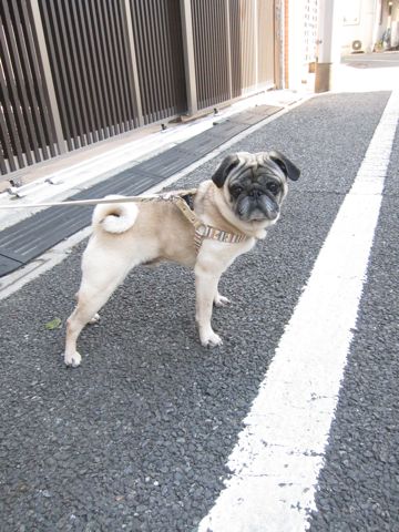 パグトリミング文京区フントヒュッテ東京ナノオゾンペットシャワー使用トリミングサロンパグシャンプー犬あずかりペットホテル関東都内駒込白山池袋上野7.jpg