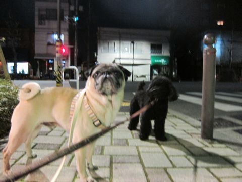 パグトリミング文京区フントヒュッテ東京ナノオゾンペットシャワー使用トリミングサロンパグシャンプー犬あずかりペットホテル関東都内駒込白山池袋上野9.jpg