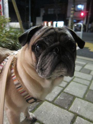 パグトリミング文京区フントヒュッテ東京ナノオゾンペットシャワー使用トリミングサロンパグシャンプー犬あずかりペットホテル関東都内駒込白山池袋上野10.jpg