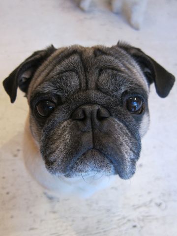 パグトリミング文京区フントヒュッテ東京ナノオゾンペットシャワー使用トリミングサロンパグシャンプー犬あずかりペットホテル関東都内駒込白山池袋上野14.jpg