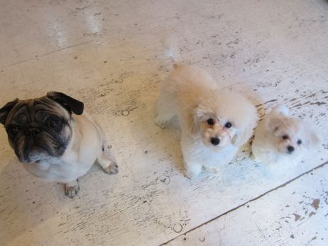 パグトリミング文京区フントヒュッテ東京ナノオゾンペットシャワー使用トリミングサロンパグシャンプー犬あずかりペットホテル関東都内駒込白山池袋上野15.jpg