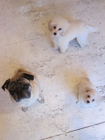 パグトリミング文京区フントヒュッテ東京ナノオゾンペットシャワー使用トリミングサロンパグシャンプー犬あずかりペットホテル関東都内駒込白山池袋上野16.jpg