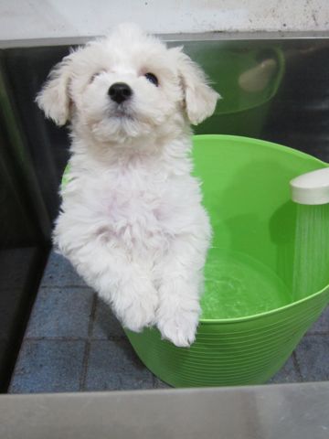 ビションフリーゼフントヒュッテ東京トリミングビションフリーゼブリーダー子犬かわいいビションこいぬ都内文京区本駒込ビションメスおんなのこhundehutte89.jpg