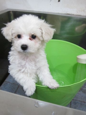 ビションフリーゼフントヒュッテ東京トリミングビションフリーゼブリーダー子犬かわいいビションこいぬ都内文京区本駒込ビションメスおんなのこhundehutte90.jpg