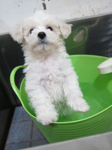 ビションフリーゼフントヒュッテ東京トリミングビションフリーゼブリーダー子犬かわいいビションこいぬ都内文京区本駒込ビションメスおんなのこhundehutte91.jpg
