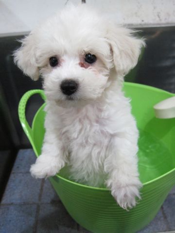 ビションフリーゼフントヒュッテ東京トリミングビションフリーゼブリーダー子犬かわいいビションこいぬ都内文京区本駒込ビションメスおんなのこhundehutte92.jpg