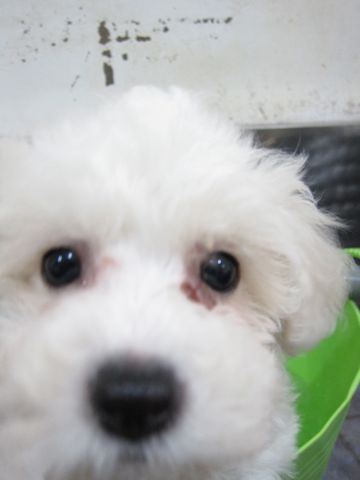 ビションフリーゼフントヒュッテ東京トリミングビションフリーゼブリーダー子犬かわいいビションこいぬ都内文京区本駒込ビションメスおんなのこhundehutte93.jpg