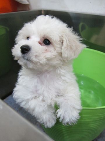 ビションフリーゼフントヒュッテ東京トリミングビションフリーゼブリーダー子犬かわいいビションこいぬ都内文京区本駒込ビションメスおんなのこhundehutte94.jpg
