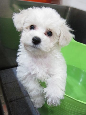 ビションフリーゼフントヒュッテ東京トリミングビションフリーゼブリーダー子犬かわいいビションこいぬ都内文京区本駒込ビションメスおんなのこhundehutte95.jpg