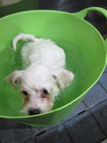 ビションフリーゼフントヒュッテ東京トリミングビションフリーゼブリーダー子犬かわいいビションこいぬ都内文京区本駒込ビションメスおんなのこhundehutte96.jpg