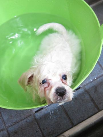 ビションフリーゼフントヒュッテ東京トリミングビションフリーゼブリーダー子犬かわいいビションこいぬ都内文京区本駒込ビションメスおんなのこhundehutte97.jpg