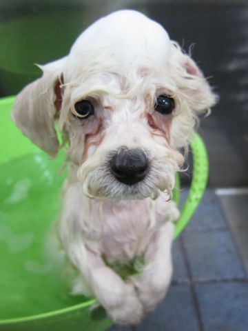 ビションフリーゼフントヒュッテ東京トリミングビションフリーゼブリーダー子犬かわいいビションこいぬ都内文京区本駒込ビションメスおんなのこhundehutte99.jpg